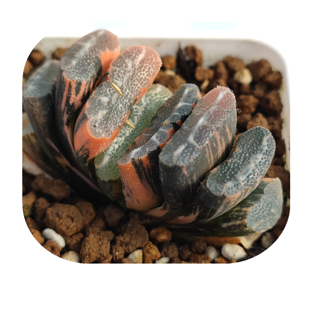 H233 haworthia truncata «Fujinoaki' переработанные Редкие суккуленты живое растение 3 'горшок натуральные суккуленты комнатное растение бонсай