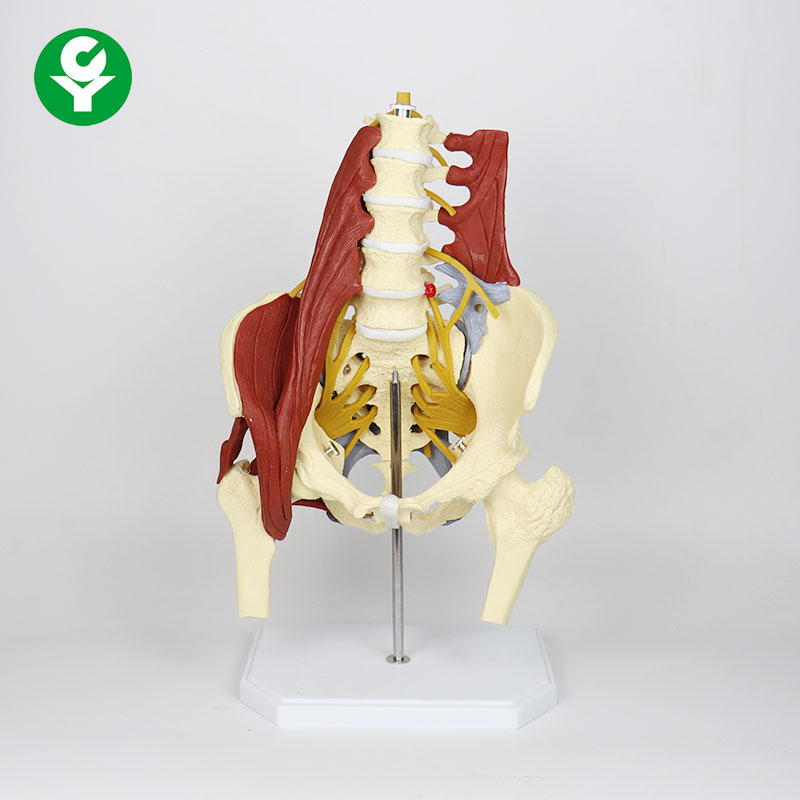 LUMBAR SPINE W/MUSCELS Pelvic model Bone model skeleton model