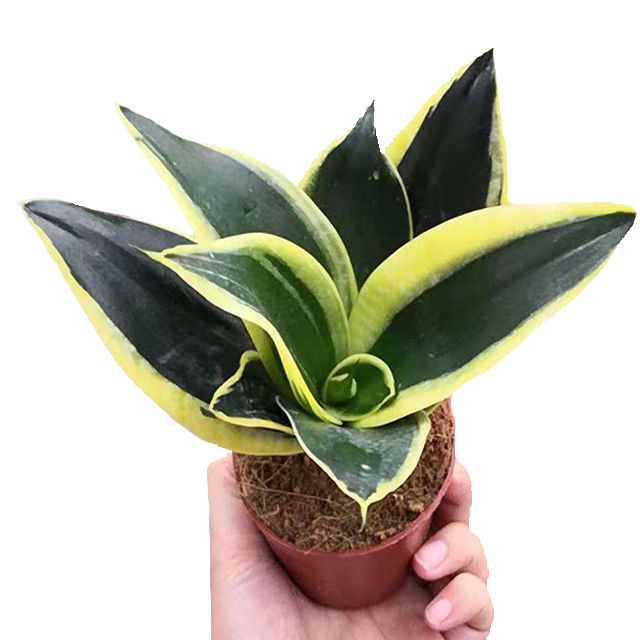 Оптовая продажа 7/5 листья черная звезда sansevieria