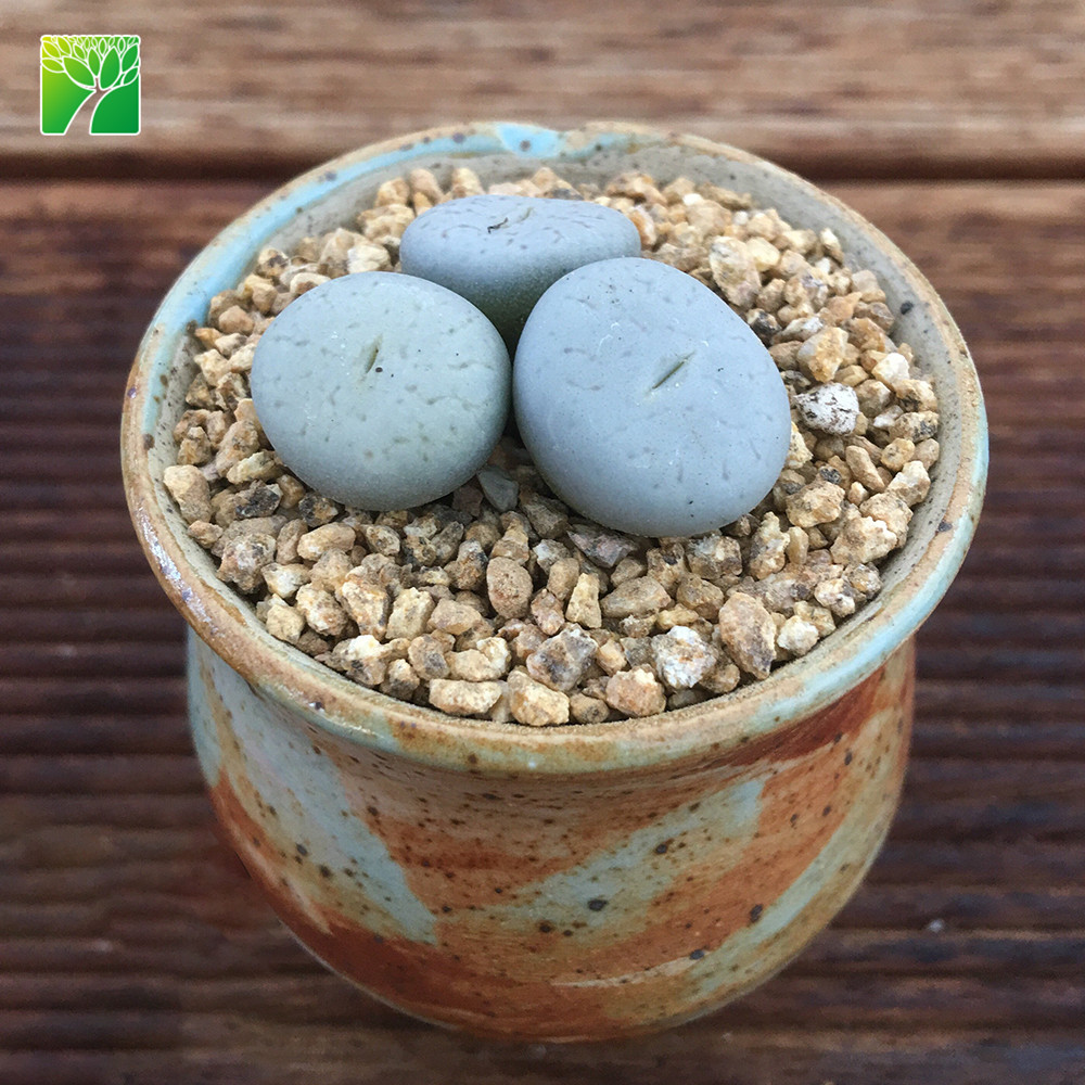 Дешевые оптом натуральный живой камень Lithops псевдо volkii сочные растения
