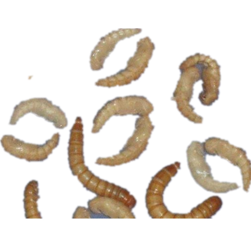 Сушеный куколка Mealworm для пожилых продуктов здравоохранения