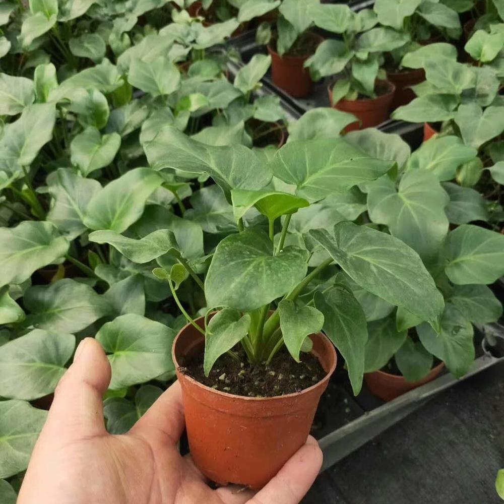 Мини вечнозеленый натуральный бонсай Rohdea japonica (Thunb.) Рот