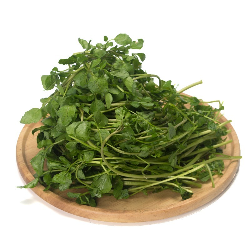 2021 Shanghai Herbary Sale Organic Watercress Seed For Sowing