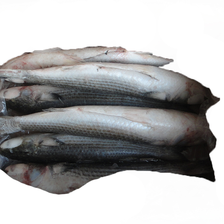 Новый Свежий морепродукты Лучшая цена серый муллет потрошенный Новый Замороженный серый муллет потрошенная Рыба Весь круглый