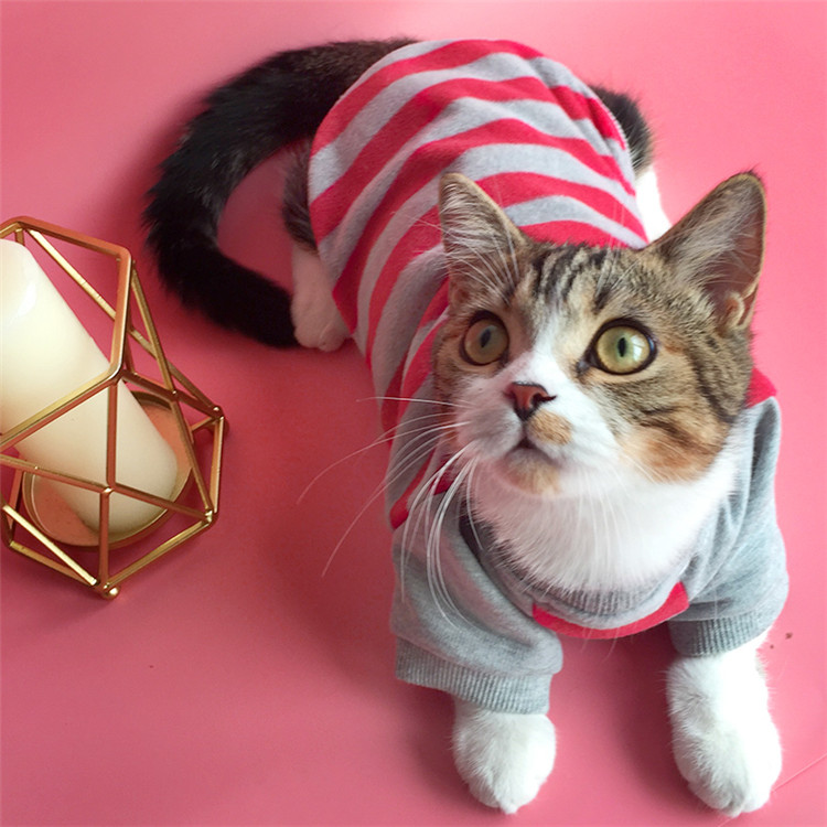 Сделано в Китае Забавные костюмы животных kitty cat Одежда для кошек