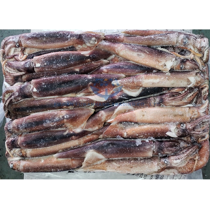 frozen seafood whole illex squid for sale