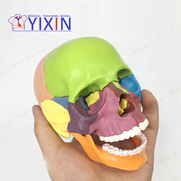 4D Miniskull сборка модель черепа цвет человека 15 компонент модель разделение