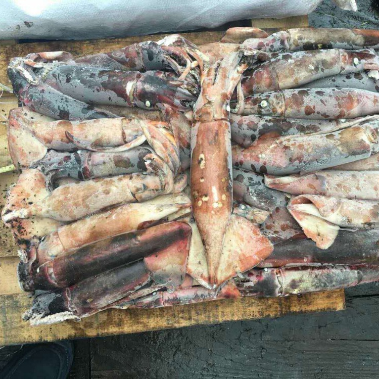 Замороженные чернила черного кальмара