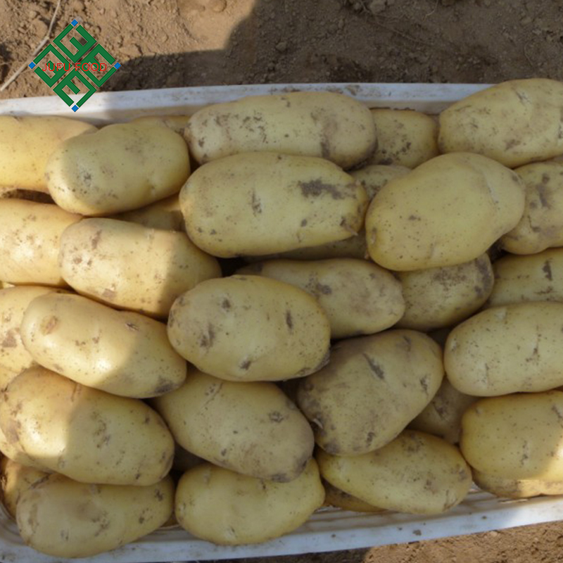 Китай новый урожай 2019 свежий картофель в хорошей цене