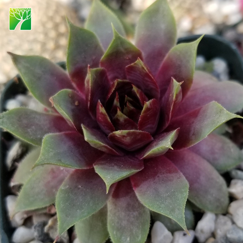 Cheap wholesale low water needs succulent plants Sempervivum Ruby Heart