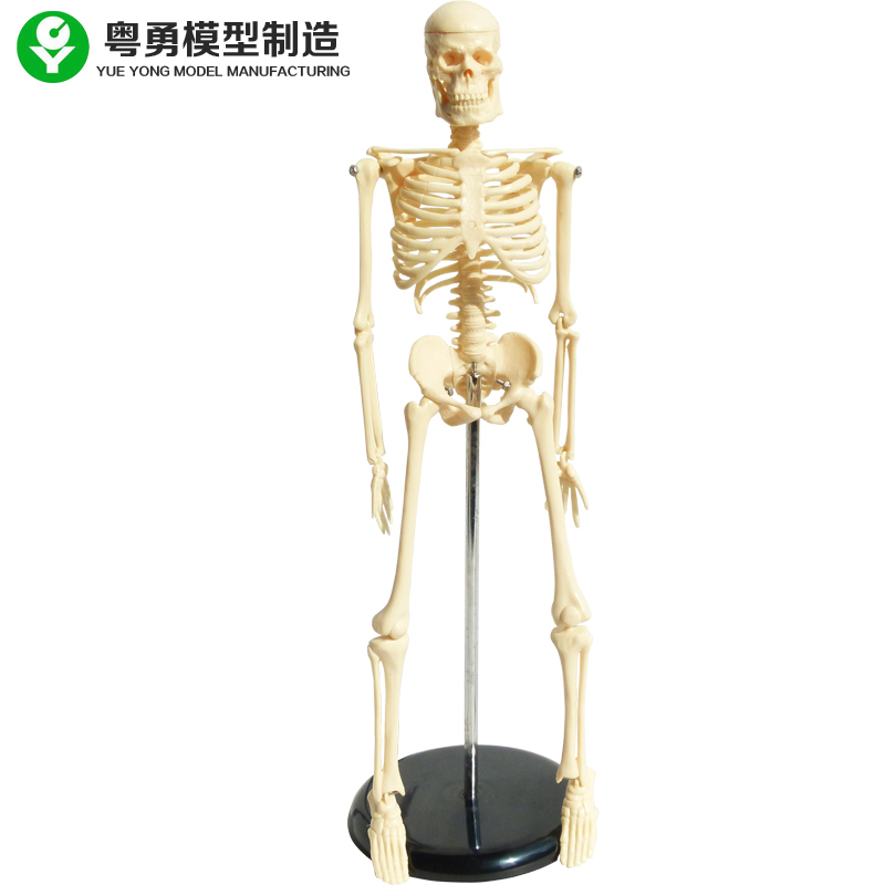 45CM human skeleton model skeleton model skeletal model 45CM Mini Skeleton