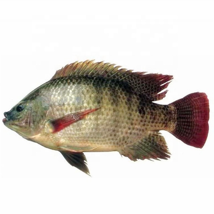 best quality frozen farm raised tilapia fish exporters wholesale price buyers in south africa