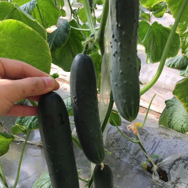 Нарезки семян огурца
