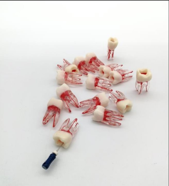 Модель зуба корневого канала molar