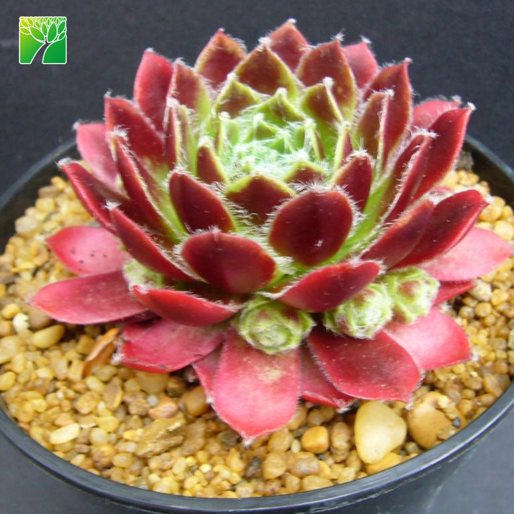 Завод фермы прямые продажи низкого обслуживания суккуленты Sempervivum Огайо Бургундия