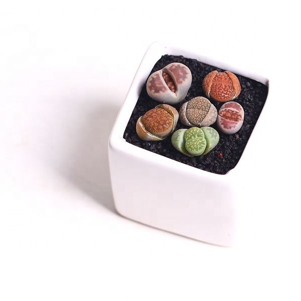 Комнатное растение многолетний продукт природы сочные растения Lithops