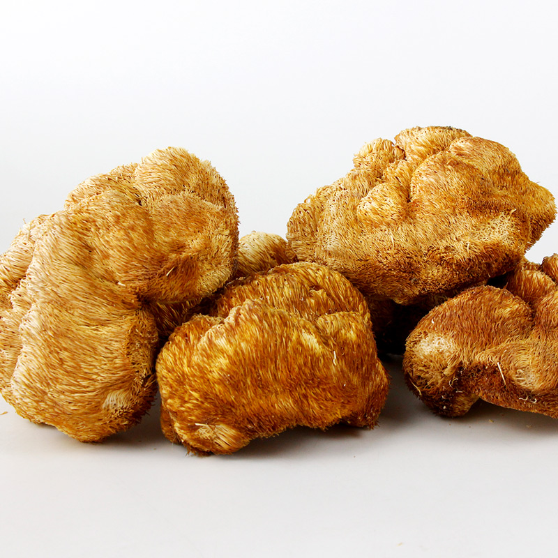 Hericium erinaceus/гриб с головой обезьяны