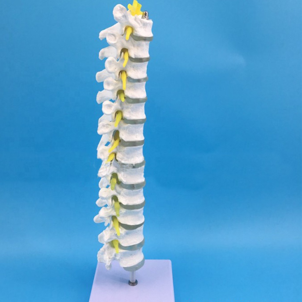 Thoracic Spinal Column Human Skeleton Model