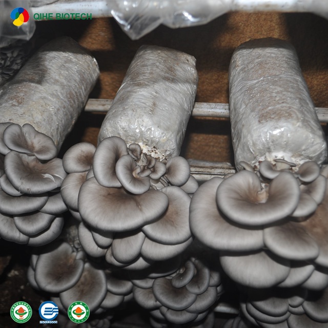 factory direct sale oyster mushroom logs ISO22000 certificate
