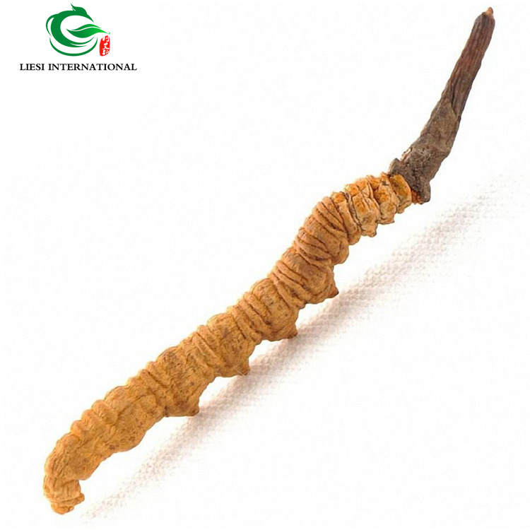 Продавец и поставщик продукции из Китая cordycepe sinensis