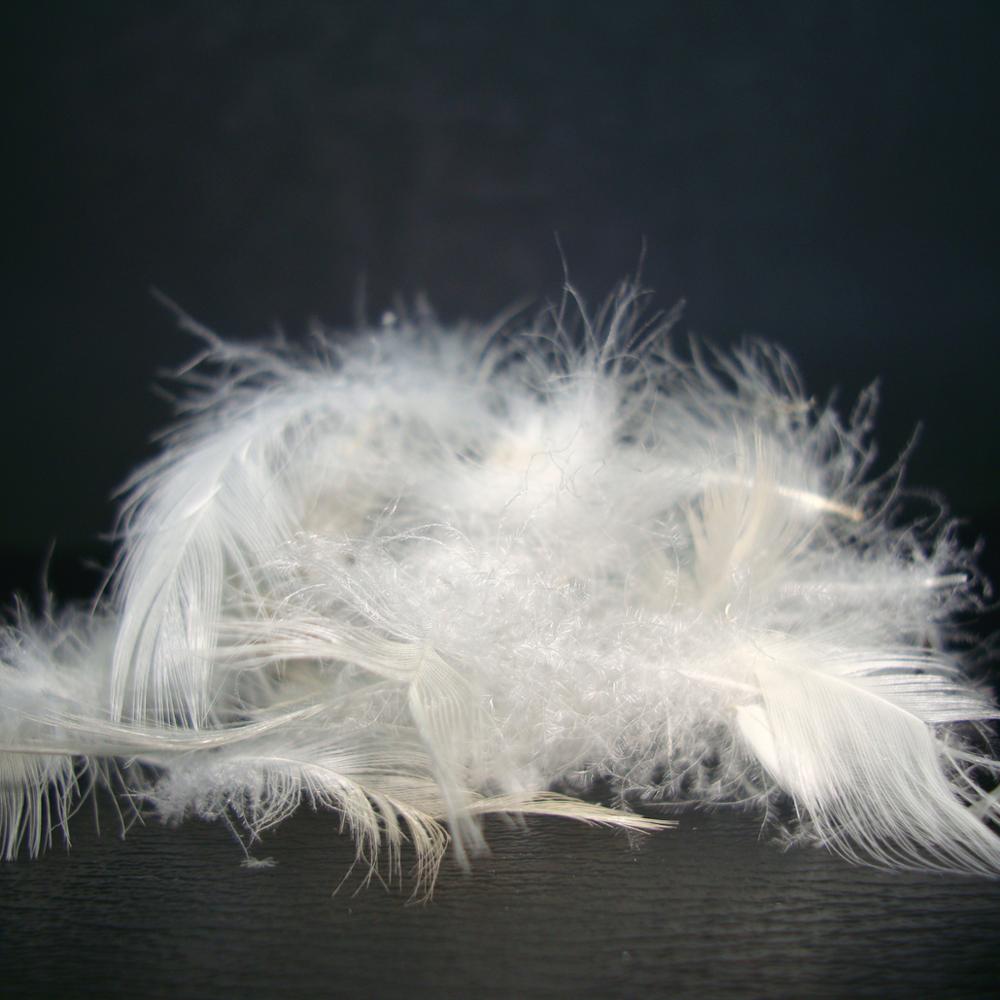 Duck Feather Washed Pure White Duck Feather And Down 95 Sofa Cushion Pillow Filling Materials