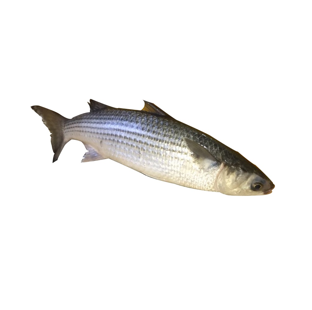 new arrival delicious seafood frozen Grey mullet