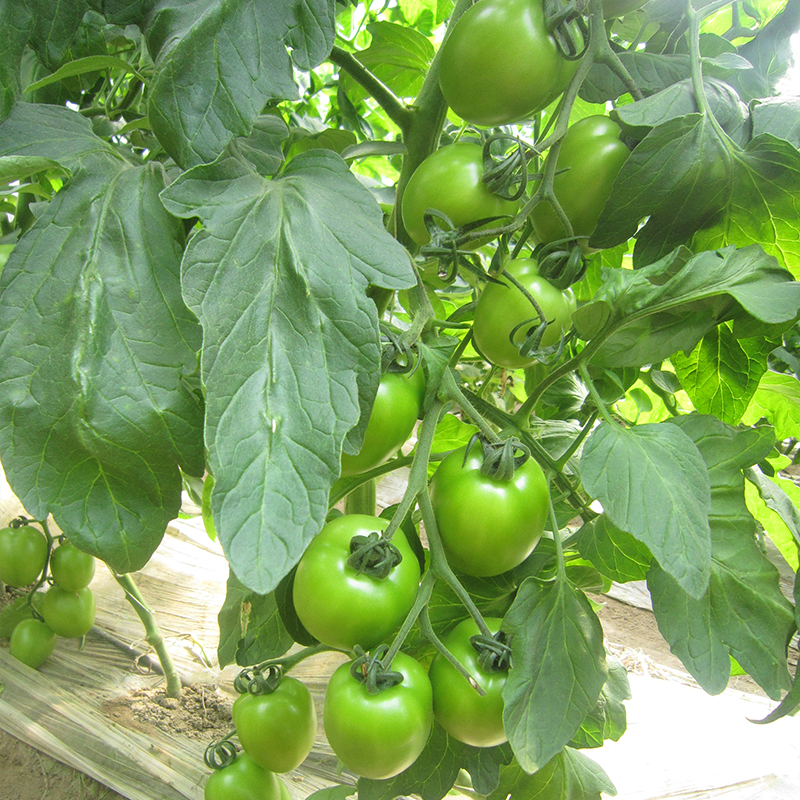 Высоковертициллиум wilt и fusarium wilt томатные семена