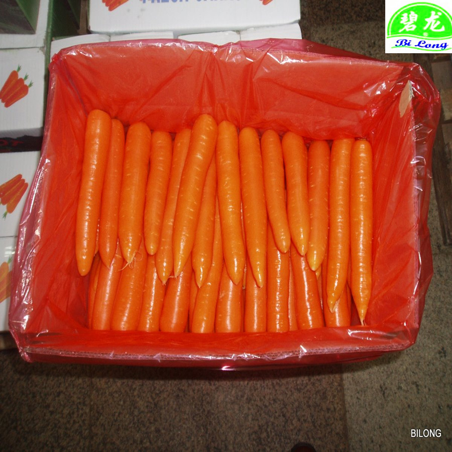 Новый Урожай свежей китайской моркови Shandong/Hebei/Mogolia/Xiamen