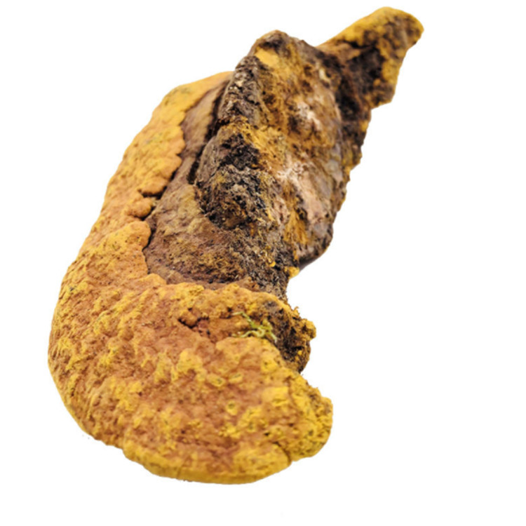 Китайские Травы Сушеные Phellinus igniarius/Phellinus linteus/Phellinus Vaninii гриб для борьбы с раком