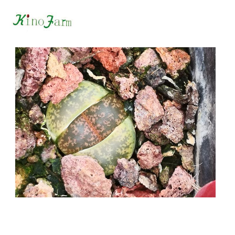 Литопс кактус