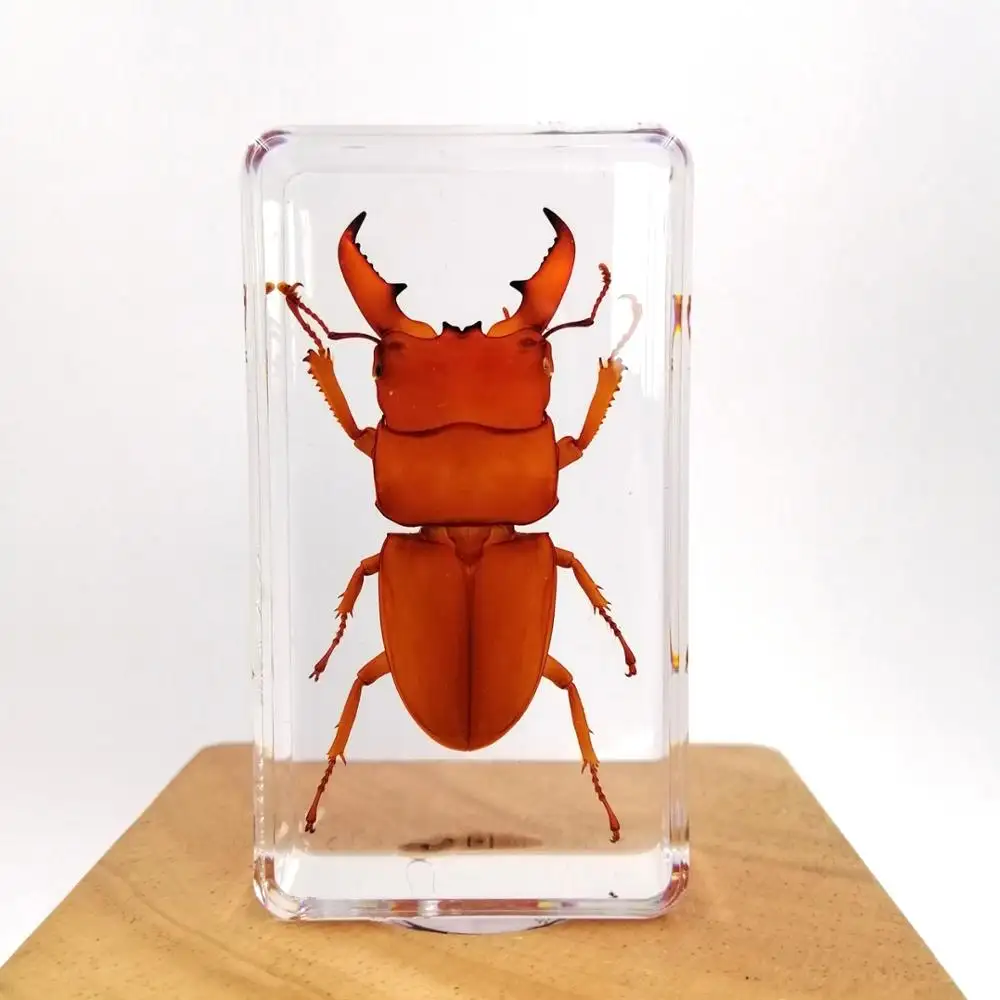 Dyed golden Dorcus Titanus Platymelus real preserved biological insect bugs resin amber specimens