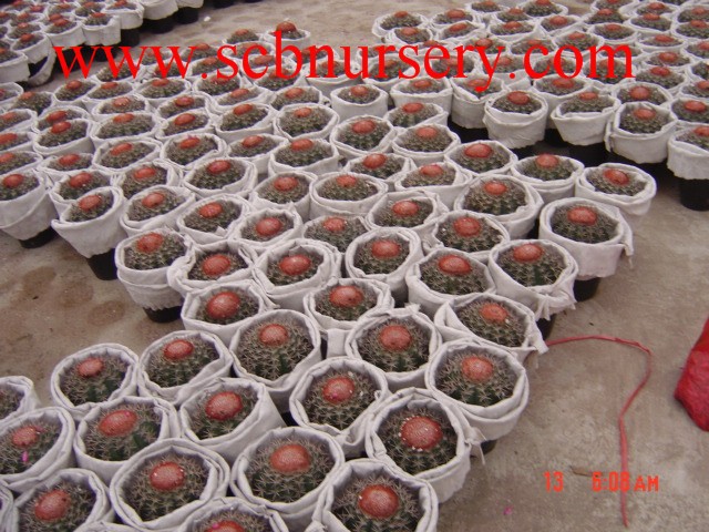 Cactus y94