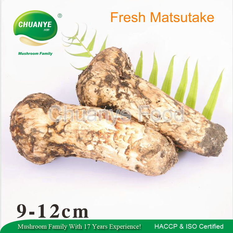 Горячая Распродажа Размеры 7-9 см дикий свежий гриб цена трихолома Matsutake