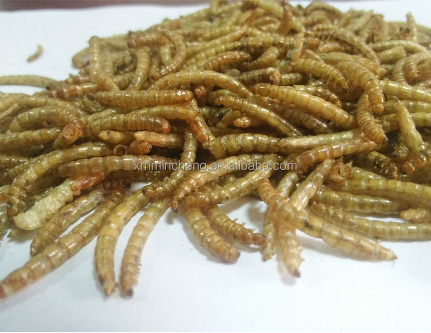 Сушеный Mealworm для птиц или домашних рыб