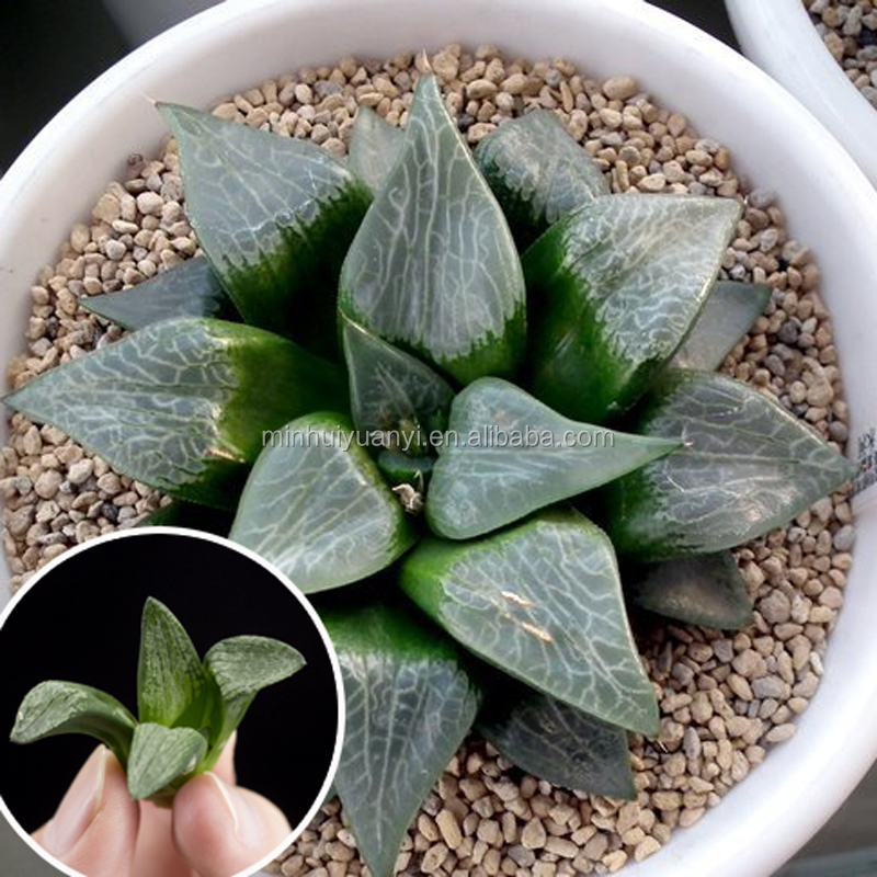 Прозрачный суккулент Haworthia ткани cultrue для детских плантшет разведения базы