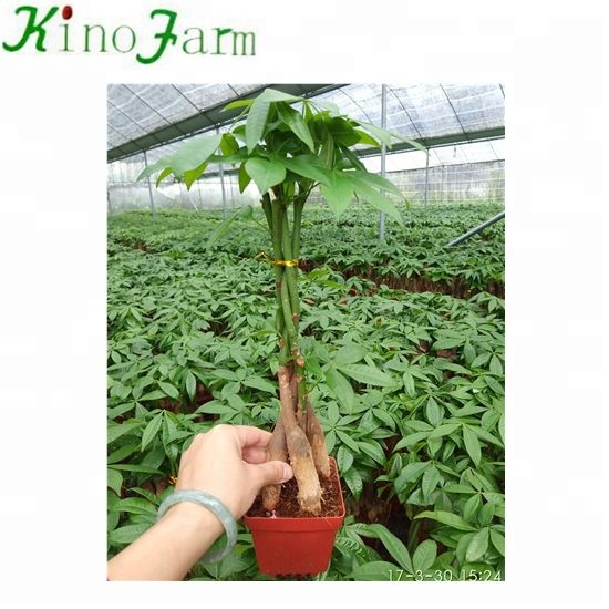 Ornamental 5 Braids Pachira Aquatica Plants
