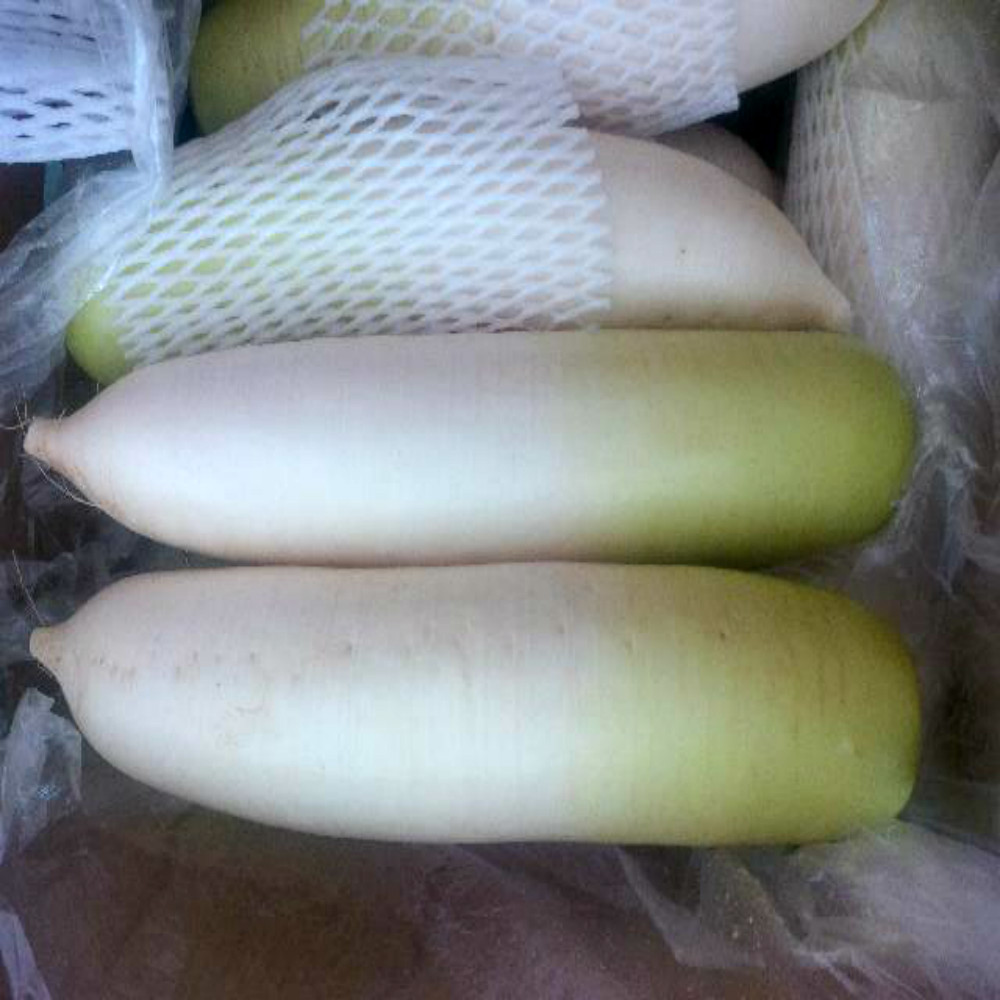 500g-1500g fresh radish hot sale