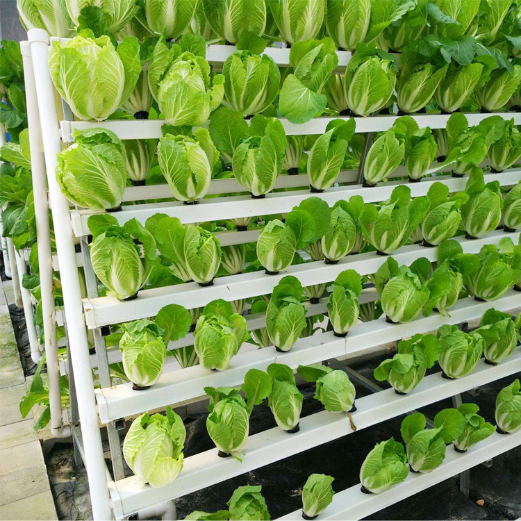Система вертикального выращивания, гидропоника NFT Gully Garden Hydroponics NFT channel