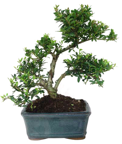 15 см 20 см 30 см живой бонсай Podocarpus Acer Ginkgo Ilex metasequola pseudolarix amabilis rhododendron simsii