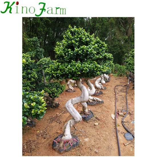 Zhangzhou kinofarm фикус Дракон бонсай