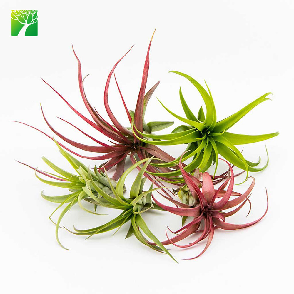 Низкая Минимальный объем заказа тропики мини airplant T Montana фиолетовый форма