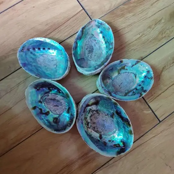 2018 big promotion new zealand kauri shell abalone in stock