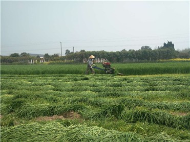 mingyue Self propel hand held reaper alfalfa reaper 4G90/4G120/4G150 stevia rebaudiana reaper