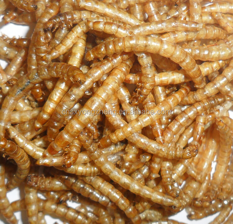 Органические куриные корма Mealworms, Mealworms высокий белковый корм для птиц