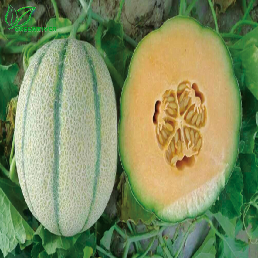 Желтая кожа белое мясо устойчивость к болезням Cantaloupe seed
