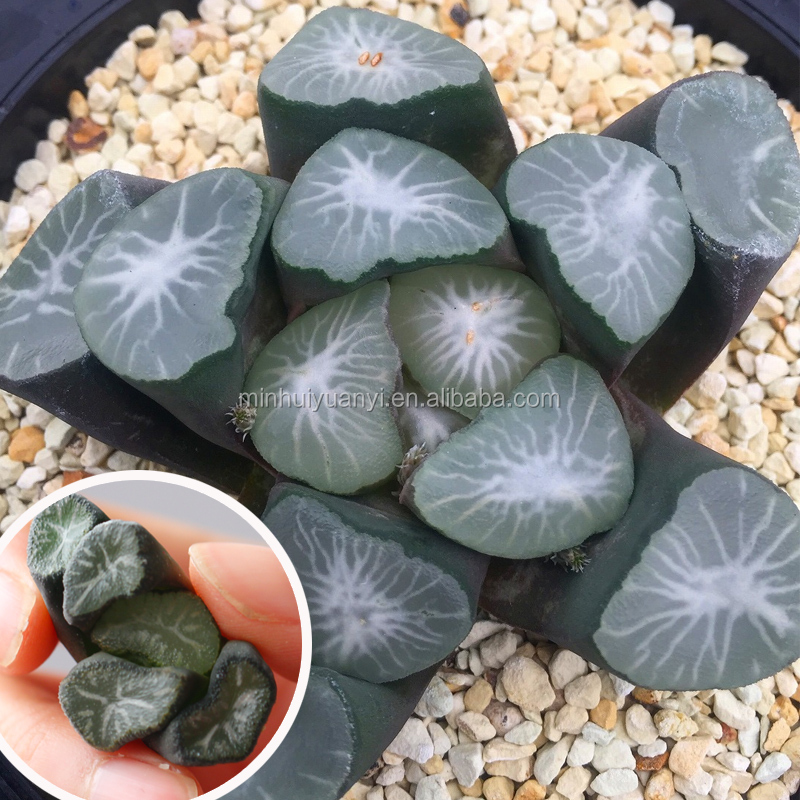 Новейший стиль Haworthia Maughanii