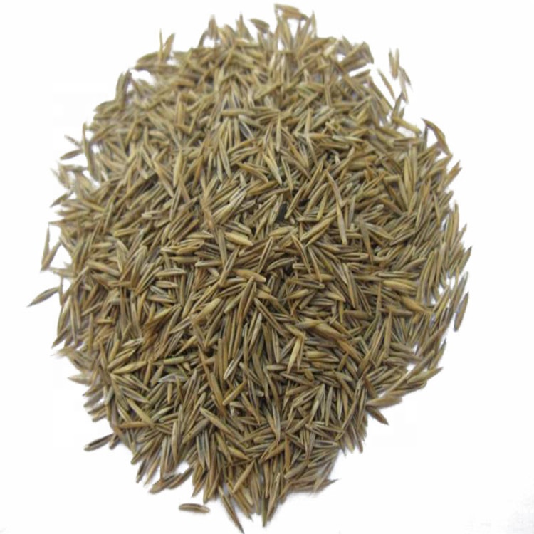 Seashore Paspalum Festuca elata Keng ex E. Alexeev газон семян травы/пастбище/газон использовать