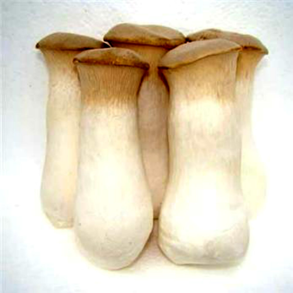 Китай, свежий pleurotus eryngii, продажа в большом количестве.