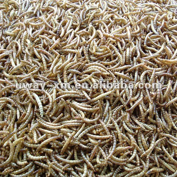 100% натуральный СВЧ жареный желтый mealworms