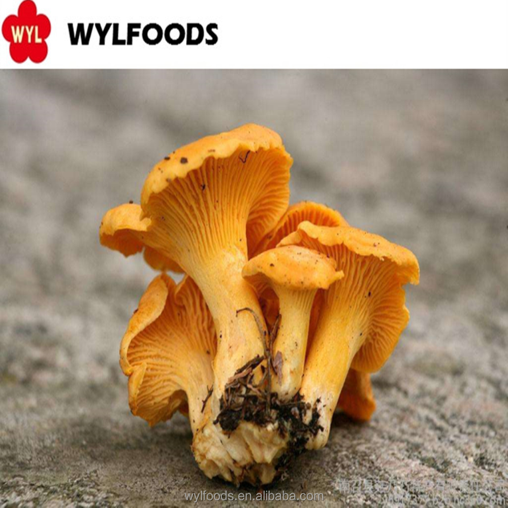 Высокое качество, лидер продаж, замороженный гриб chanterelle IQF